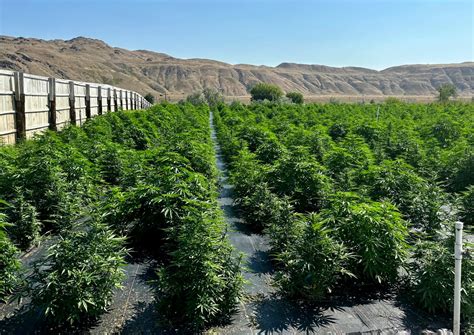 Washington legal marijuana farms get back to work after pesticide concerns prompted restrictions